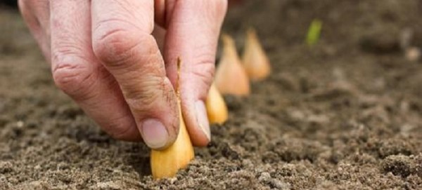 When to plant onion sets in open ground: timing