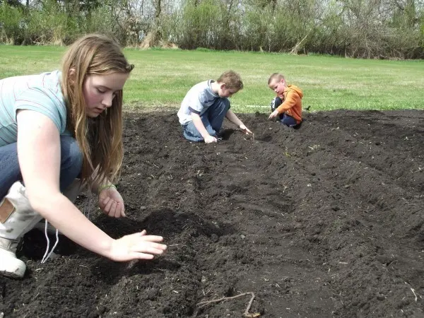 When to plant onion sets in open ground: timing