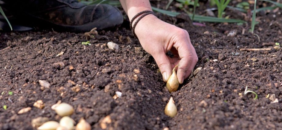 When to plant onion sets in open ground: timing