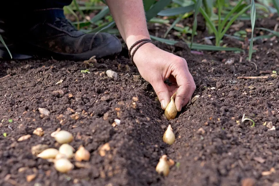 When to plant onion sets in open ground: timing