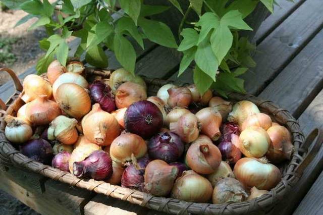 When to plant onions before winter in the suburbs