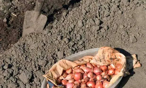 When to plant onions before winter in the suburbs