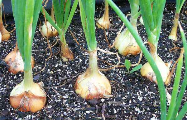 When to plant onions before winter in the suburbs