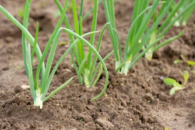 When to plant onions before winter in the Urals