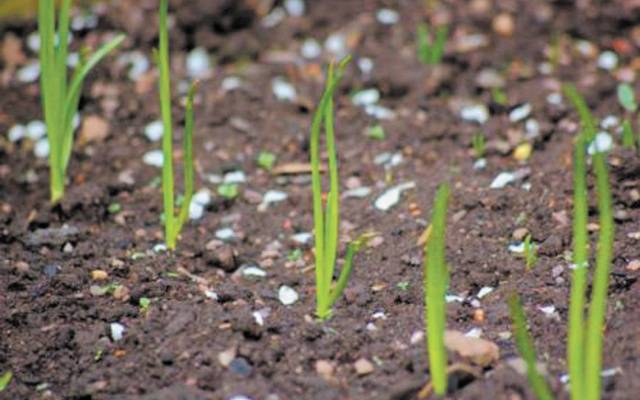 When to plant onions before winter in the Urals