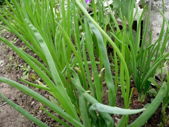 When to plant onions before winter in the Urals