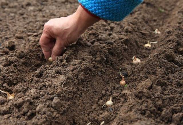 When to plant onions before winter in the Urals