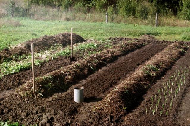 When to plant onions before winter in the Urals