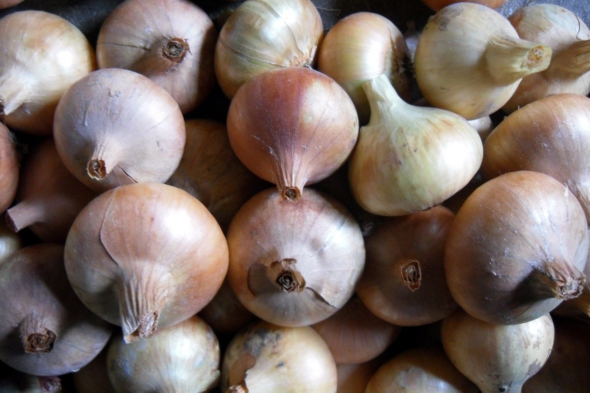 When to plant onions before winter: recommendations from gardeners