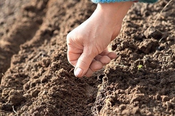 When to plant onions before winter: recommendations from gardeners