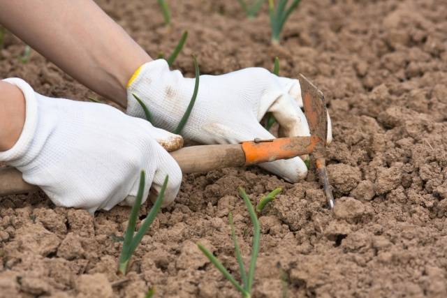 When to plant onions in spring in open ground