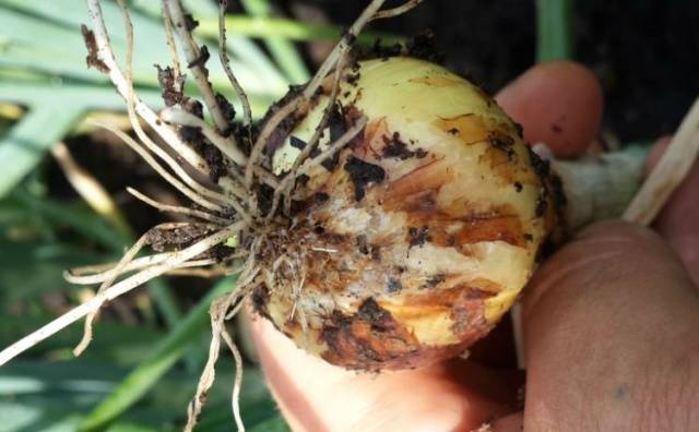 When to plant onions in spring in open ground