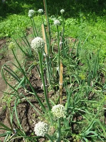 When to plant onions in spring in open ground