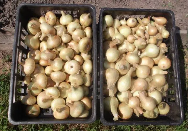 When to plant onions in spring in open ground