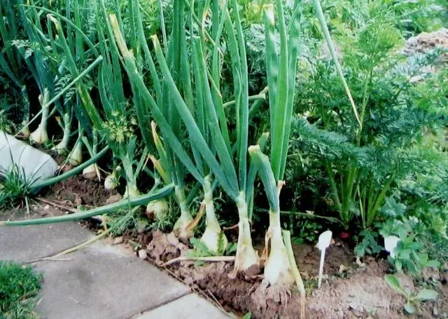 When to plant onions in spring in open ground