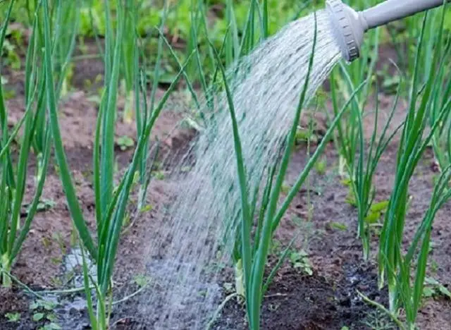 When to plant onions in spring in open ground