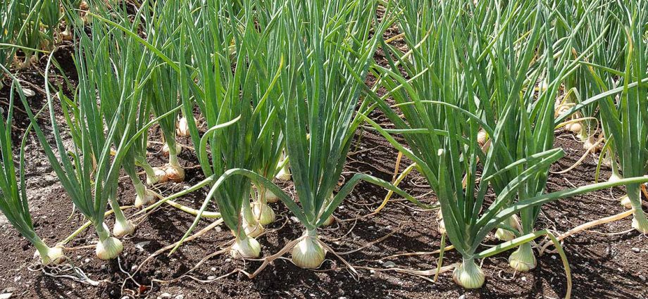 When to plant onions in spring in open ground