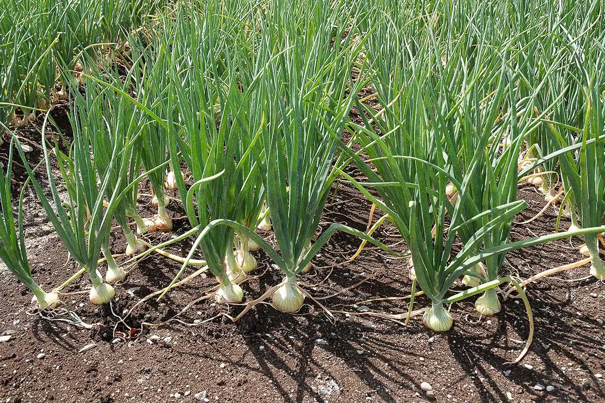 When to plant onions in spring in open ground