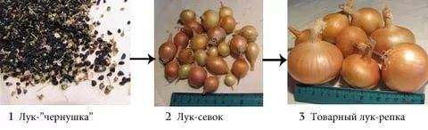 When to plant onions in the Urals