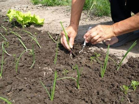 When to plant onions in the Urals