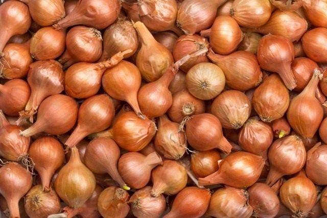 When to plant onions in the Urals