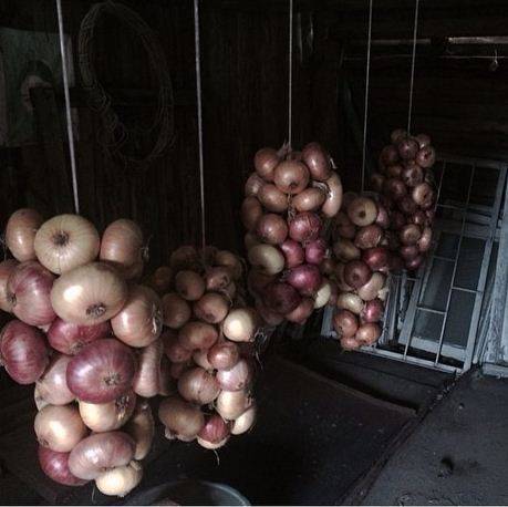 When to plant onions in the Urals