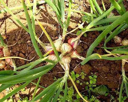 When to plant onions in the Urals