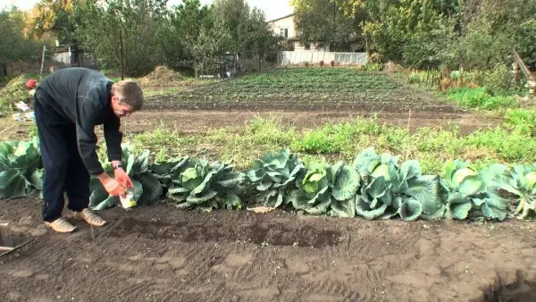 When to plant onions on a turnip: growing a crop without the hassle