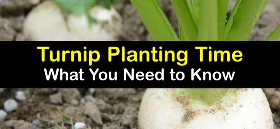 When to plant onions on a turnip: growing a crop without the hassle