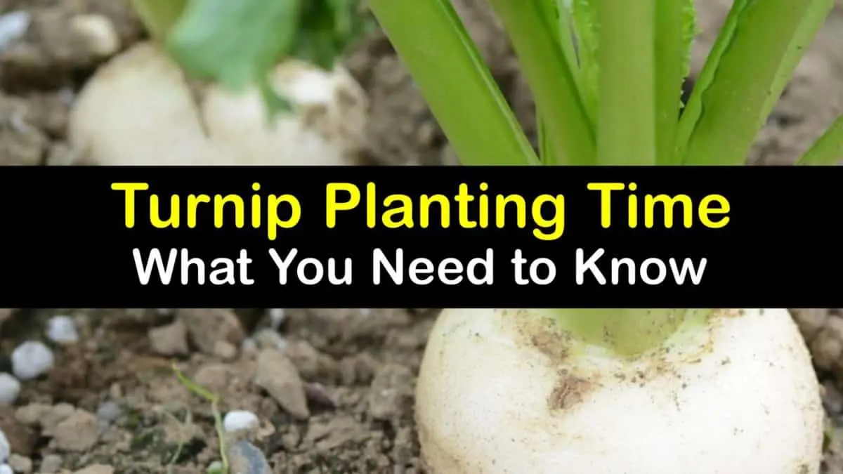 When to plant onions on a turnip: growing a crop without the hassle