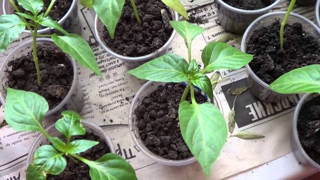 When to plant pepper seedlings in 2022