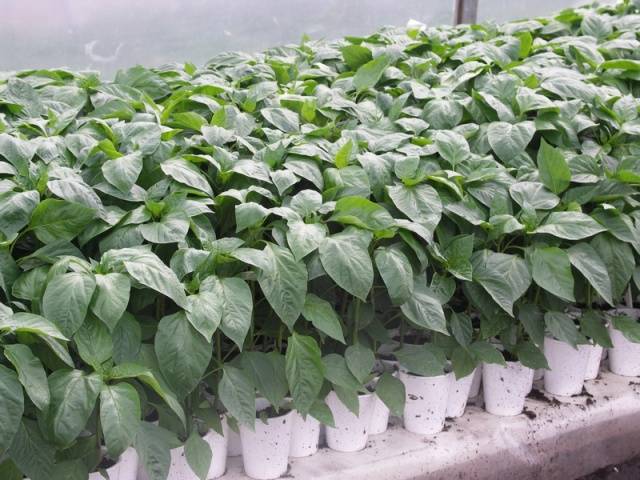 When to plant pepper seedlings in 2022