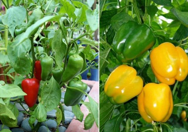 When to plant pepper seedlings in 2022