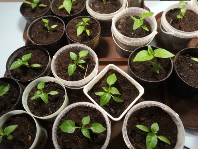 When to plant pepper seedlings in 2022