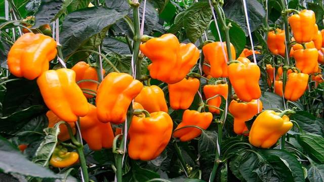 When to plant pepper seedlings in a greenhouse 