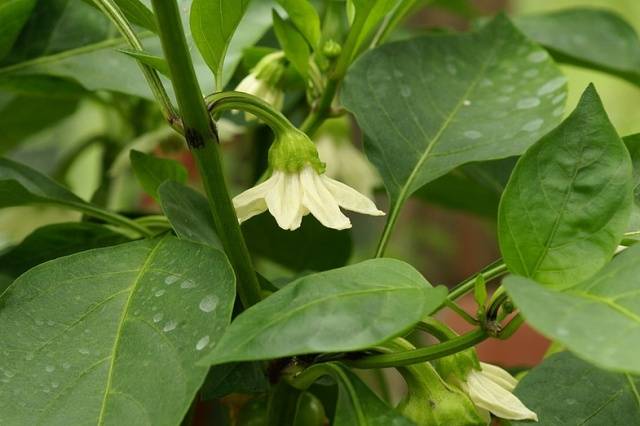 When to plant pepper seedlings in a greenhouse 