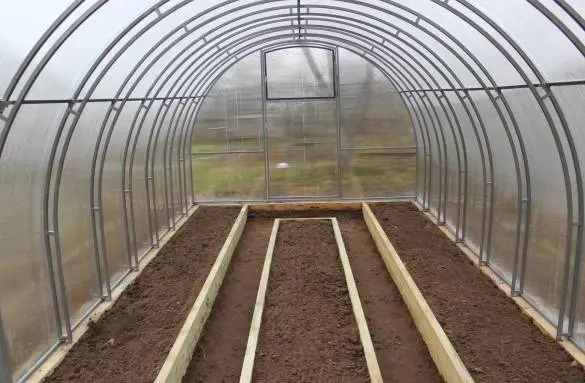 When to plant pepper seedlings in a greenhouse 