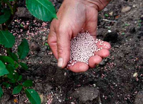 When to plant pepper seedlings in a greenhouse 