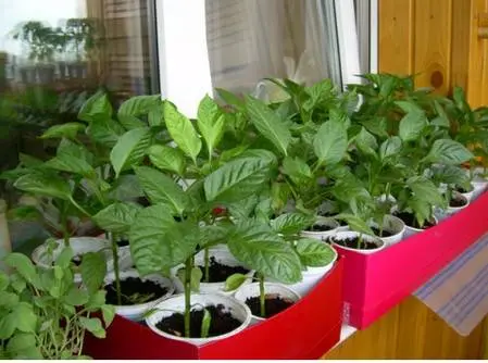 When to plant pepper seedlings in a greenhouse 