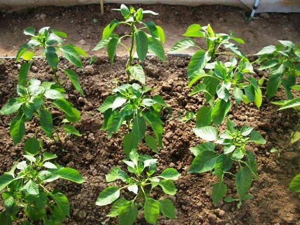 When to plant pepper seedlings in a greenhouse 