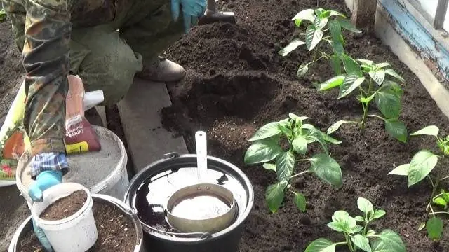 When to plant pepper seedlings in a greenhouse 