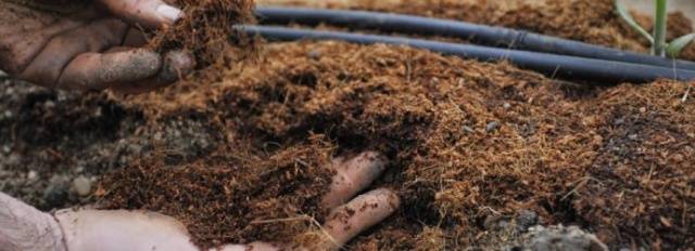 When to plant pepper seedlings in a greenhouse 