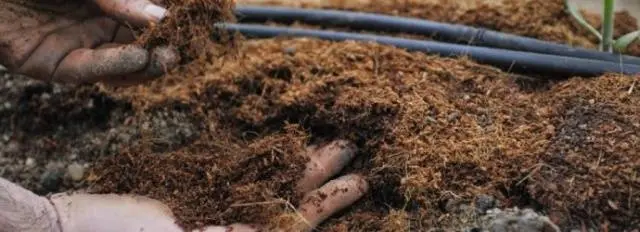 When to plant pepper seedlings in a greenhouse 