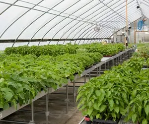 When to plant pepper seedlings in a greenhouse 