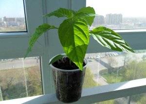 When to plant pepper seedlings in the Urals