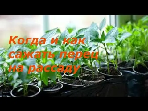 When to plant pepper seedlings in the Urals