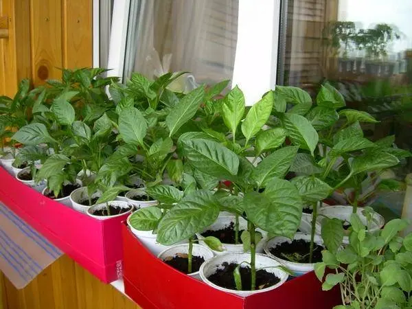 When to plant pepper seedlings in the Urals