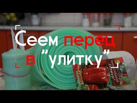 When to plant pepper seedlings in the Urals