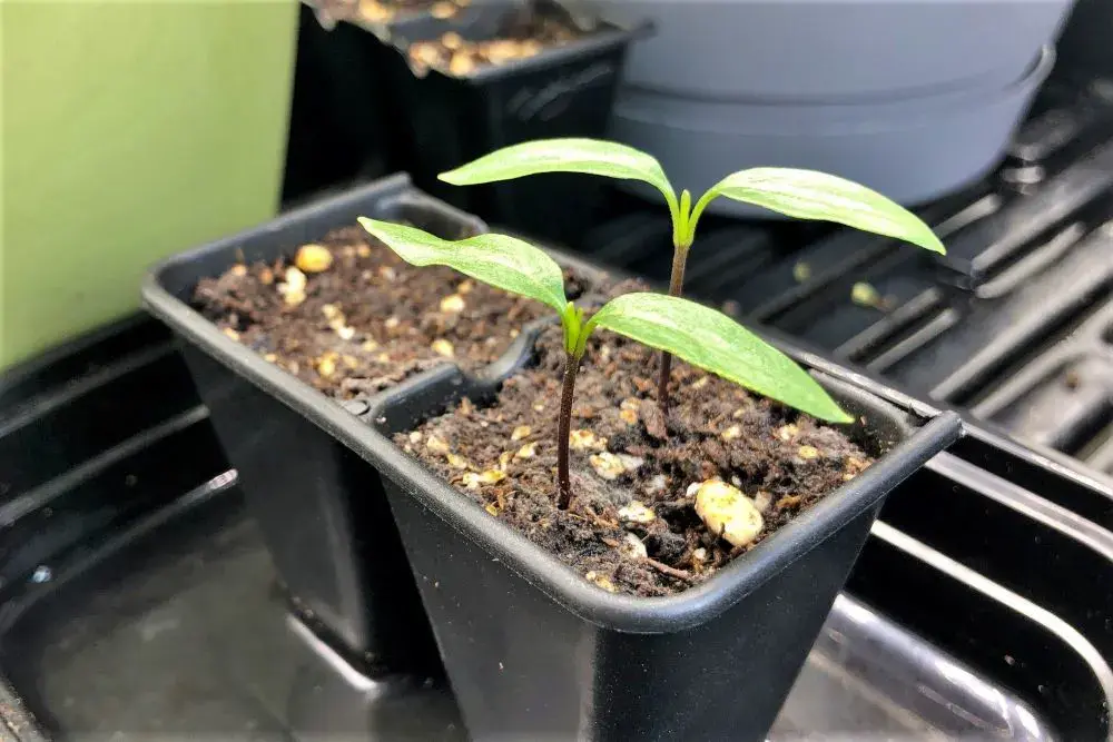 When to plant pepper seedlings in the Urals