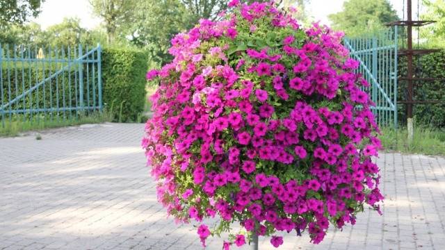 When to plant petunias for seedlings in 2022